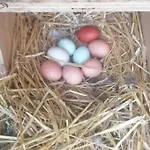 Ruegen - Promoisel - Auszeit Am Kreidesee Appartement Sagard